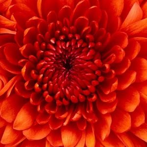 Meet your Posher, Kathleen